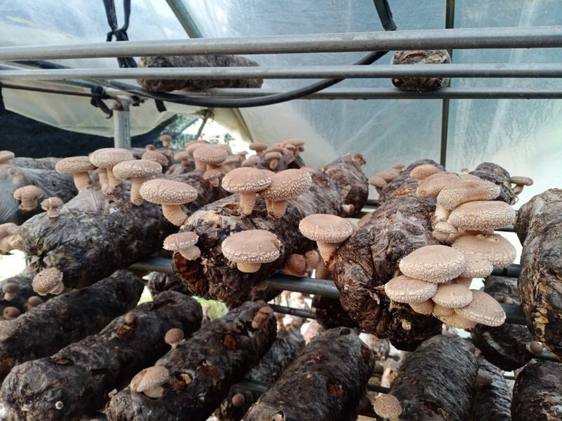 西峡县科达菌种厂生产有香菇菌种，9608/908，5号，