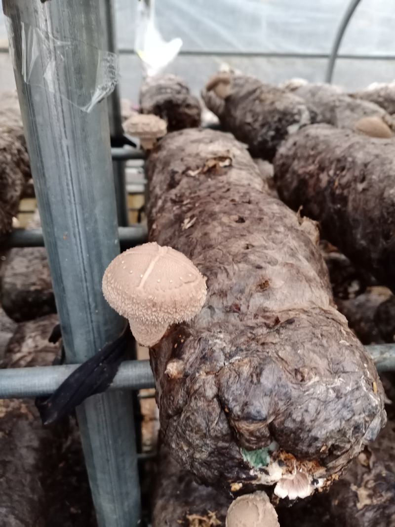 西峡县科达菌种厂生产有香菇菌种，9608/908，5号，