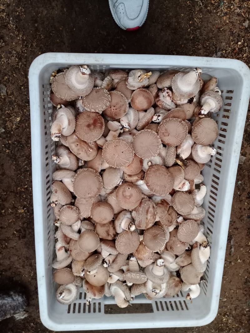 西峡县科达菌种厂生产有香菇菌种，9608/908，5号，