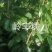 岭丰糯荔枝苗