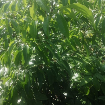 岭丰糯荔枝苗