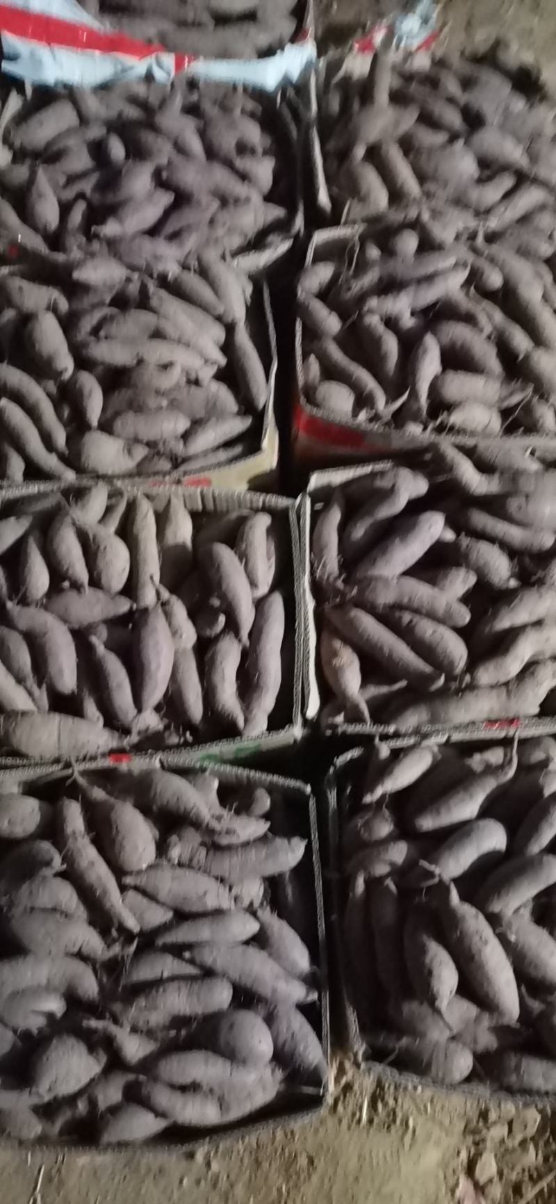 济薯26红薯大量上市，支持各种包装，品种多