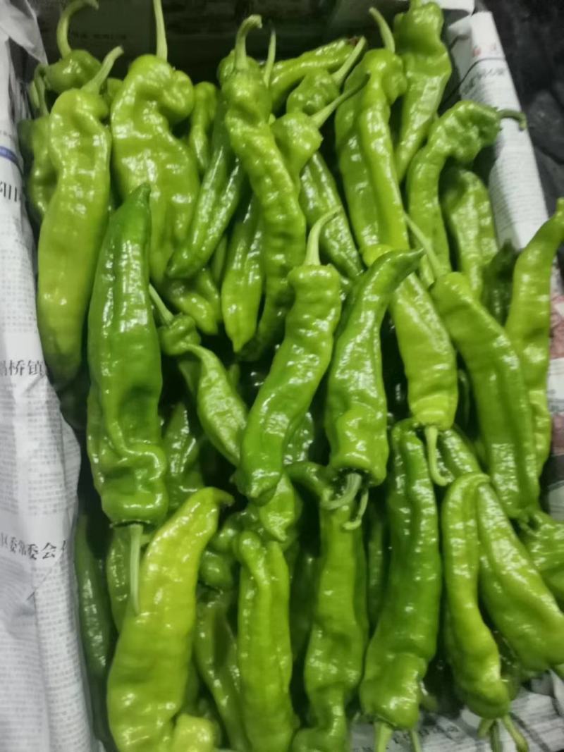 （精品）鲜辣椒310薄皮微辣产地直发，一手貨源長期供貨