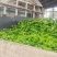 辣椒大青椒301辣椒20cm以上产地直供质量好价格公道