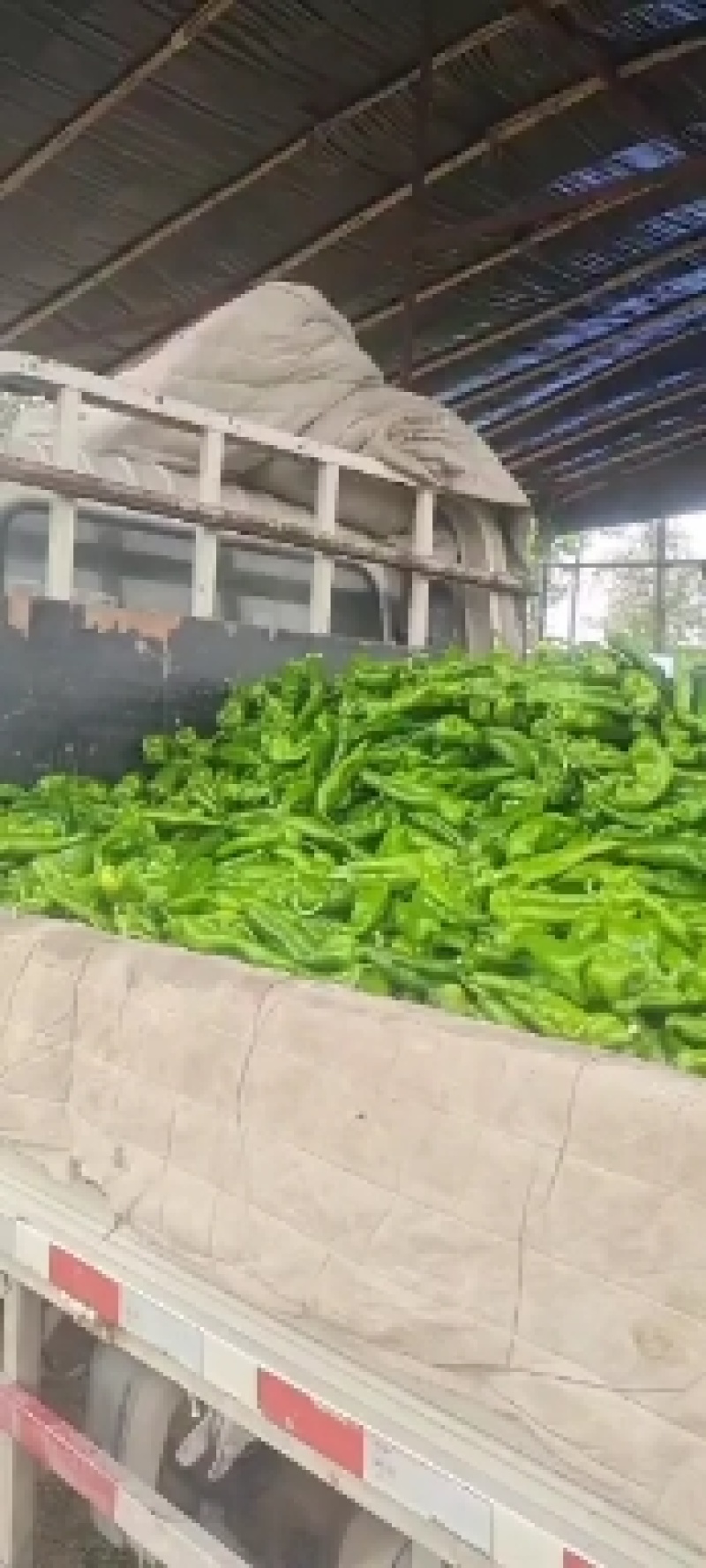 辣椒大青椒301辣椒20cm以上产地直供质量好价格公道