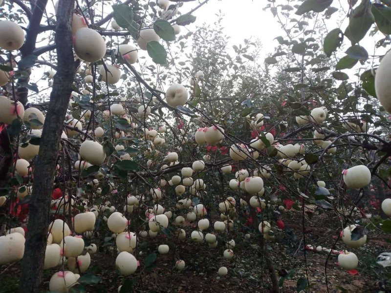 山东烟台红富士苹果各个等级精品，保质保量，量大优惠