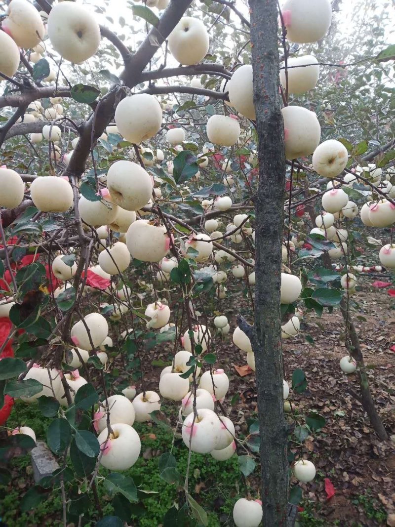 山东烟台红富士苹果各个等级精品，保质保量，量大优惠