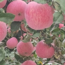 苹果优质富士白水苹果