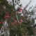 苹果优质富士白水苹果