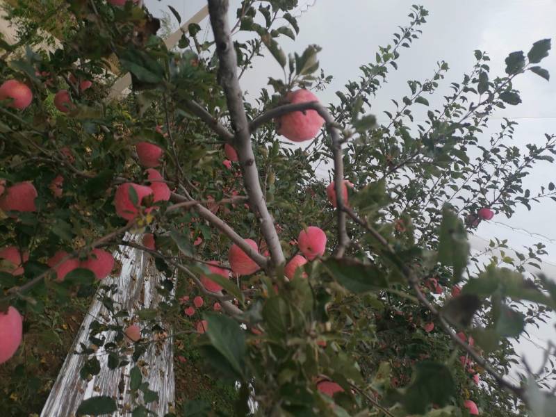 苹果优质富士白水苹果