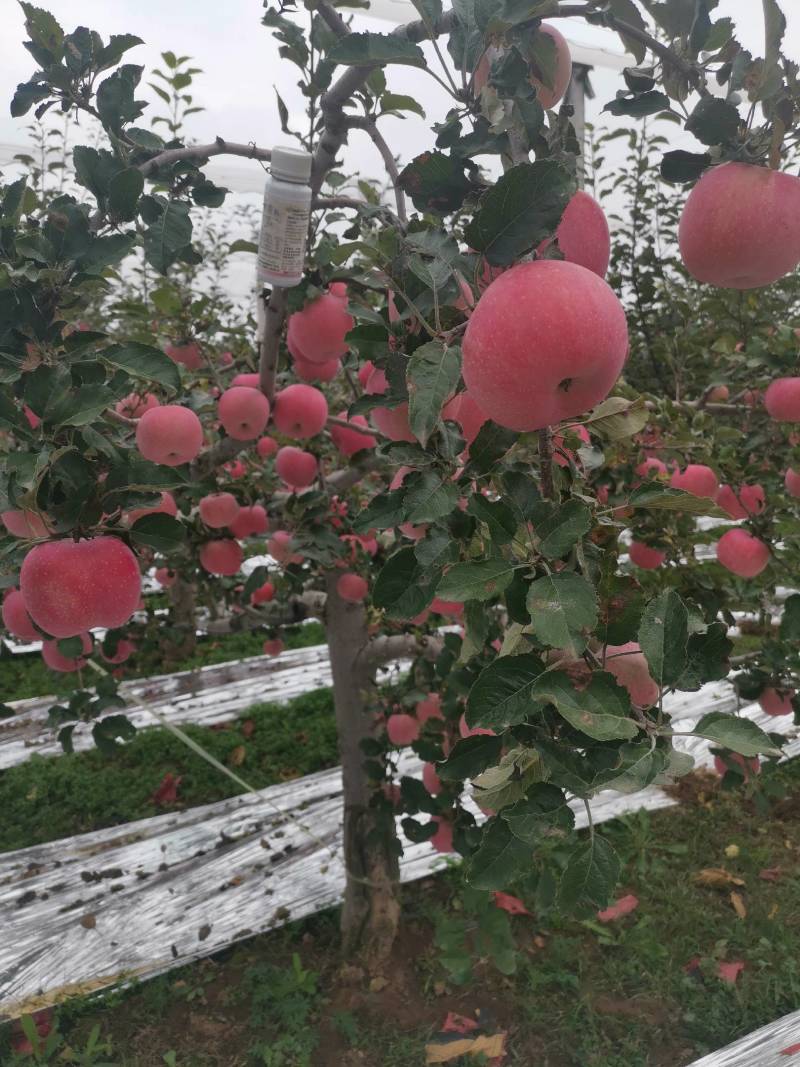 苹果优质富士白水苹果