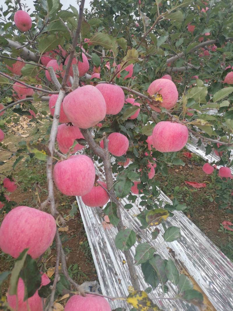 苹果优质富士白水苹果