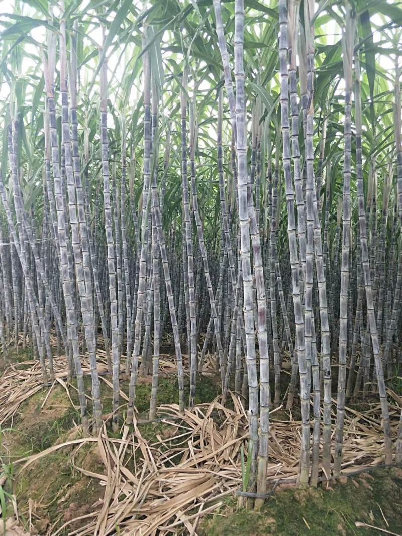 广东韶关翁源甘蔗现已上市，粗度好，颜色漂亮，结巴均匀