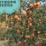 蒙阳红石榴树苗口感好汁多单果重750克基地直发