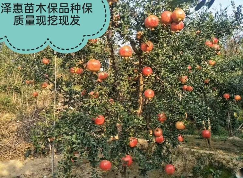 蒙阳红石榴树苗口感好汁多单果重750克基地直发