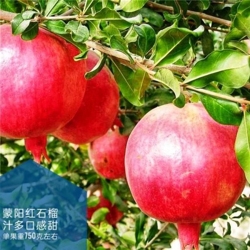 蒙阳红石榴树苗口感好汁多单果重750克基地直发