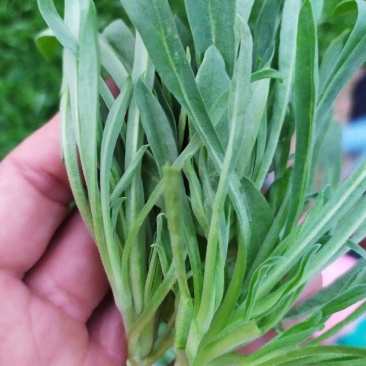 山东聊城面条菜供应基地