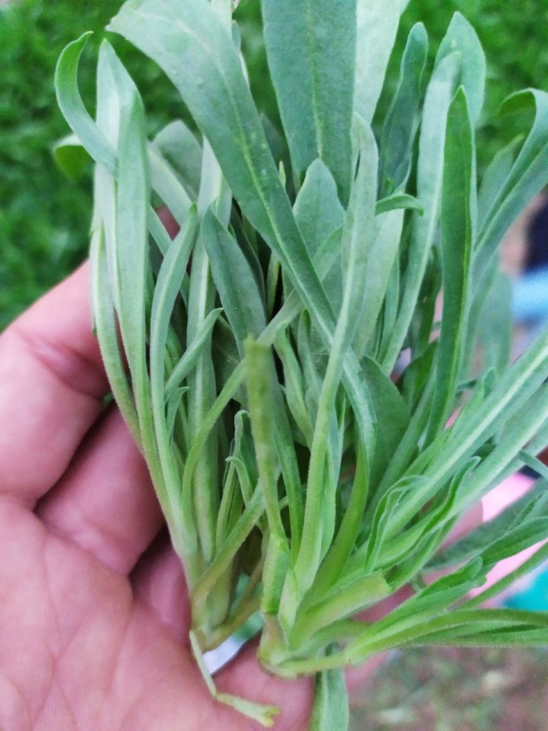 山东聊城面条菜供应基地
