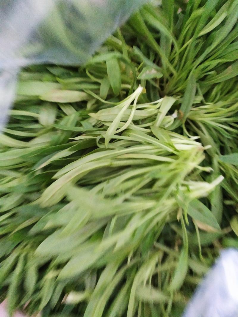山东聊城面条菜供应基地
