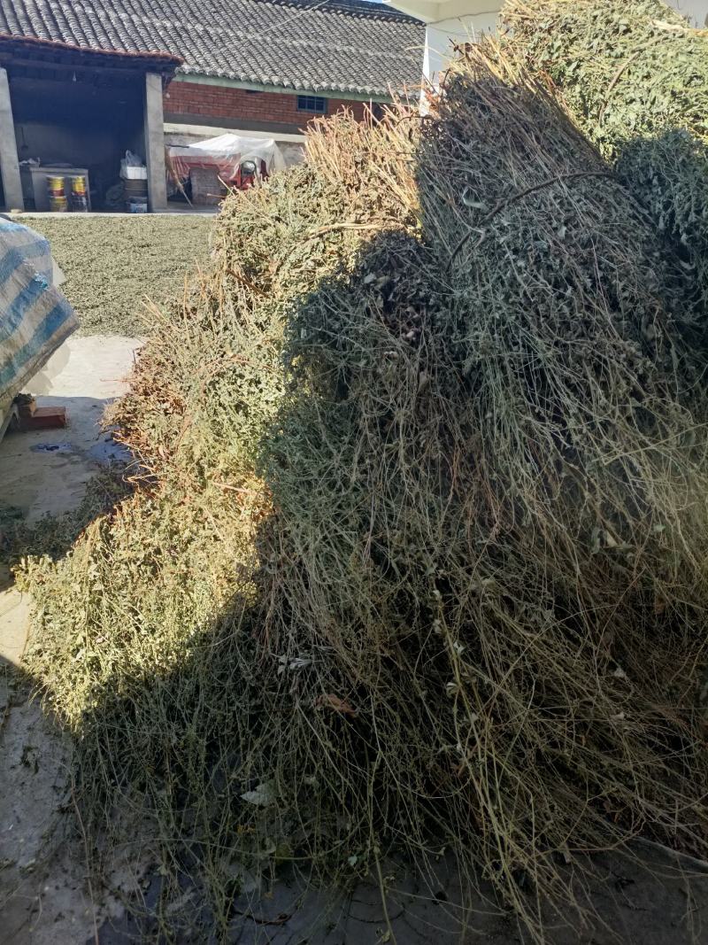 仙鹤草，色绿足干的当年新货