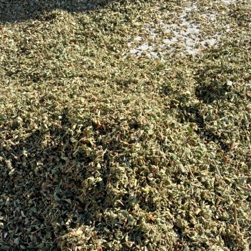 仙鹤草，色绿足干的当年新货