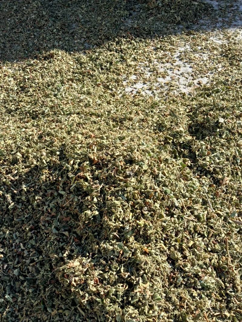 仙鹤草，色绿足干的当年新货