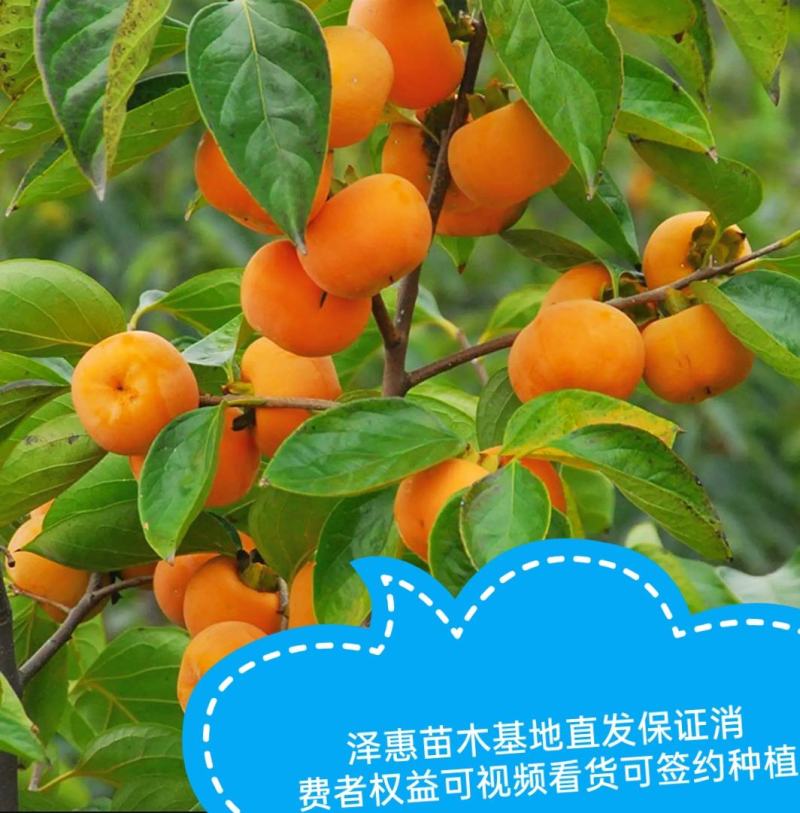 大秋柿子/太秋柿子糖度22%基地现挖现发可视频看货