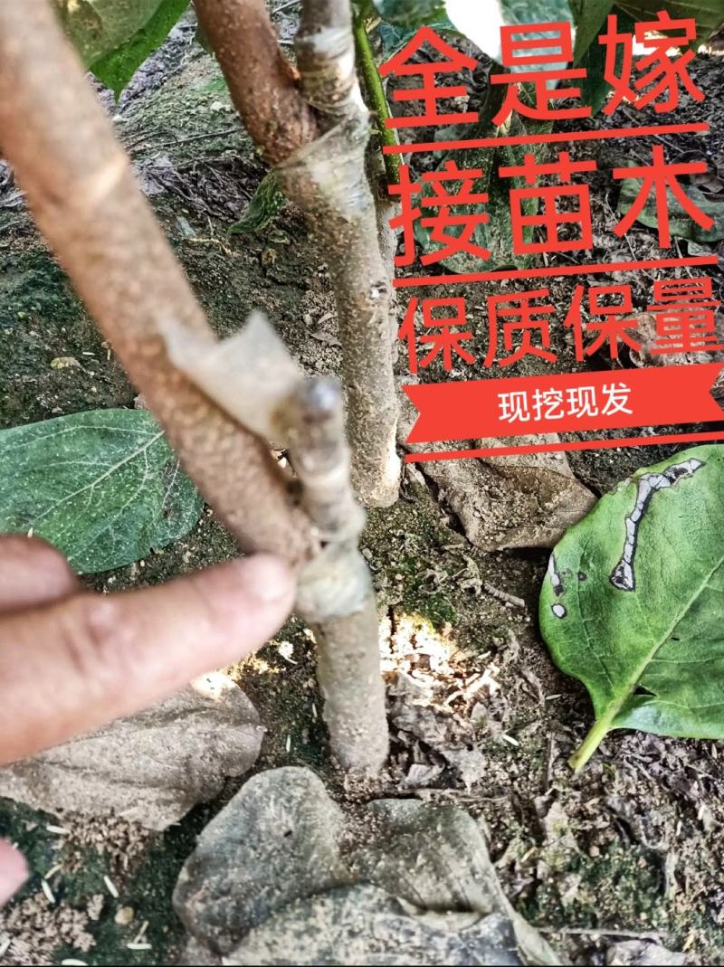 大秋柿子/太秋柿子糖度22%基地现挖现发可视频看货