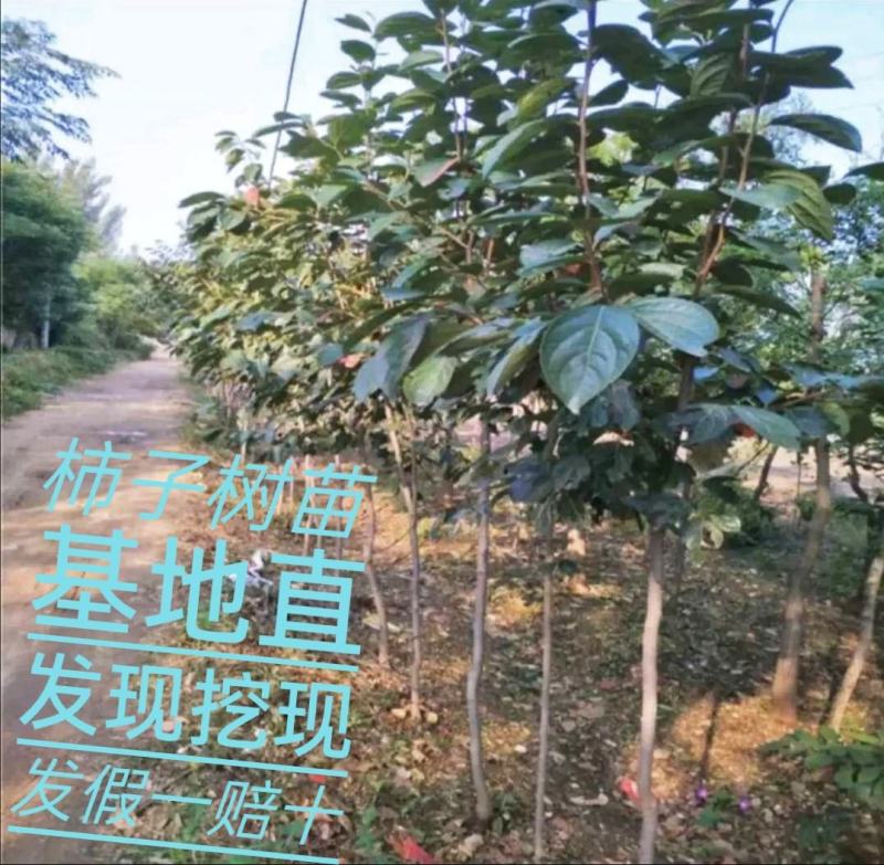 大秋柿子/太秋柿子糖度22%基地现挖现发可视频看货