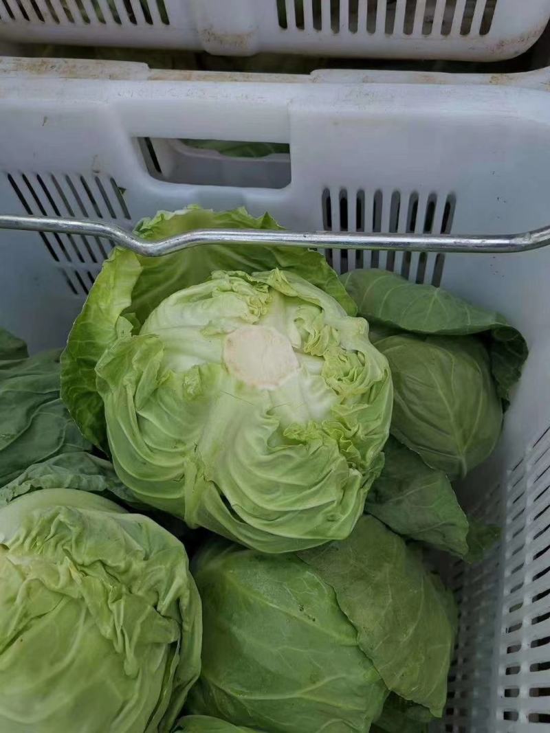青州市精品甘蓝产地直供，大量供应，货源充足