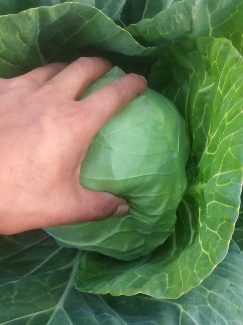 青州市精品甘蓝产地直供，大量供应，货源充足