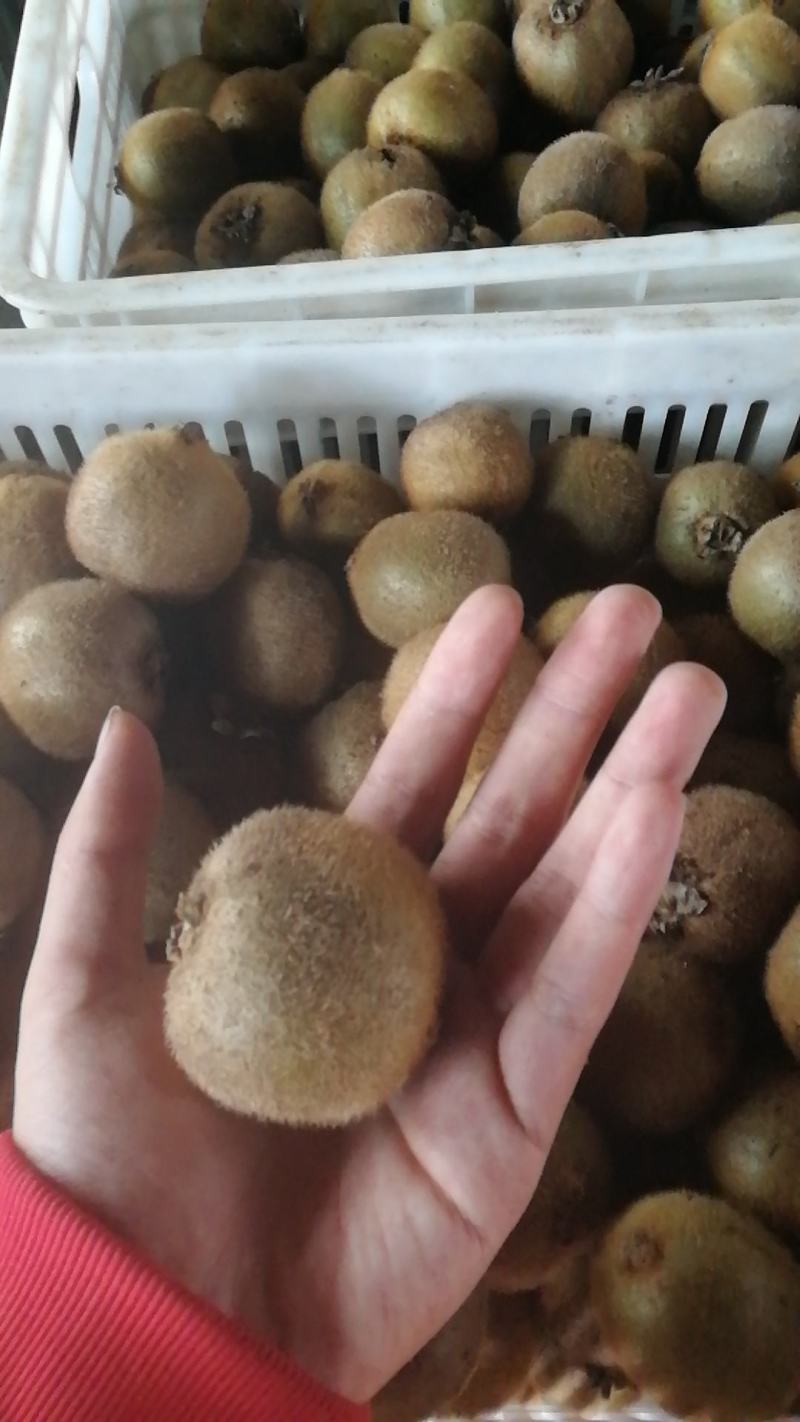 陕西徐香猕猴桃，支持一件代发，支持各大平台，绿心猕猴桃
