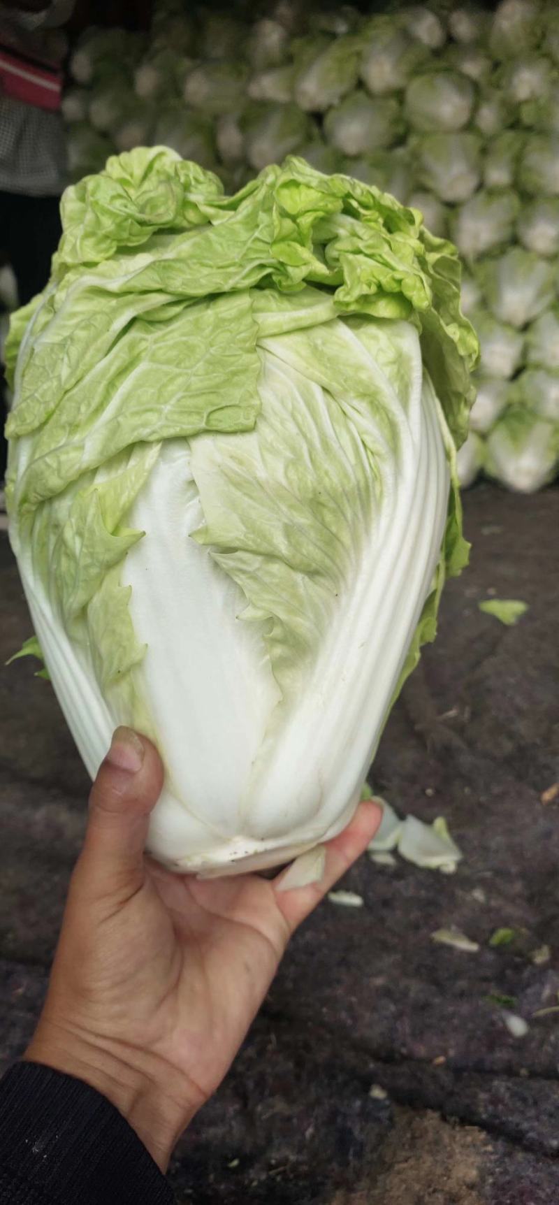 夏阳白菜净菜2~3斤，超市，电商都可用。
