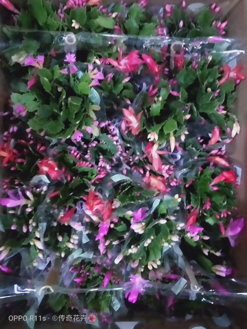 蟹爪兰【基地直供】110规格混色装花苞多色泽艳丽易养