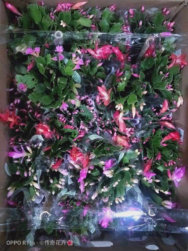 蟹爪兰【基地直供】110规格混色装花苞多色泽艳丽易养