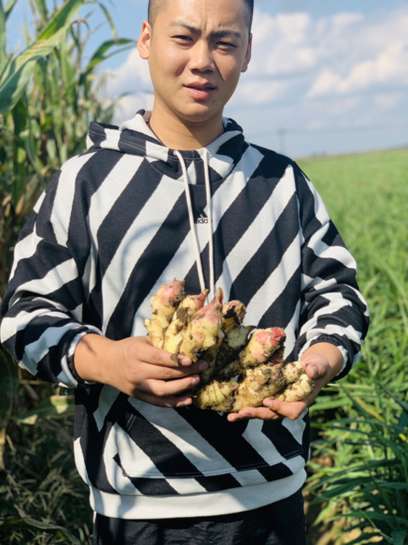 姜辽宁姜水洗土姜大量上市中