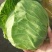 蔬菜精品甘蓝开始上市