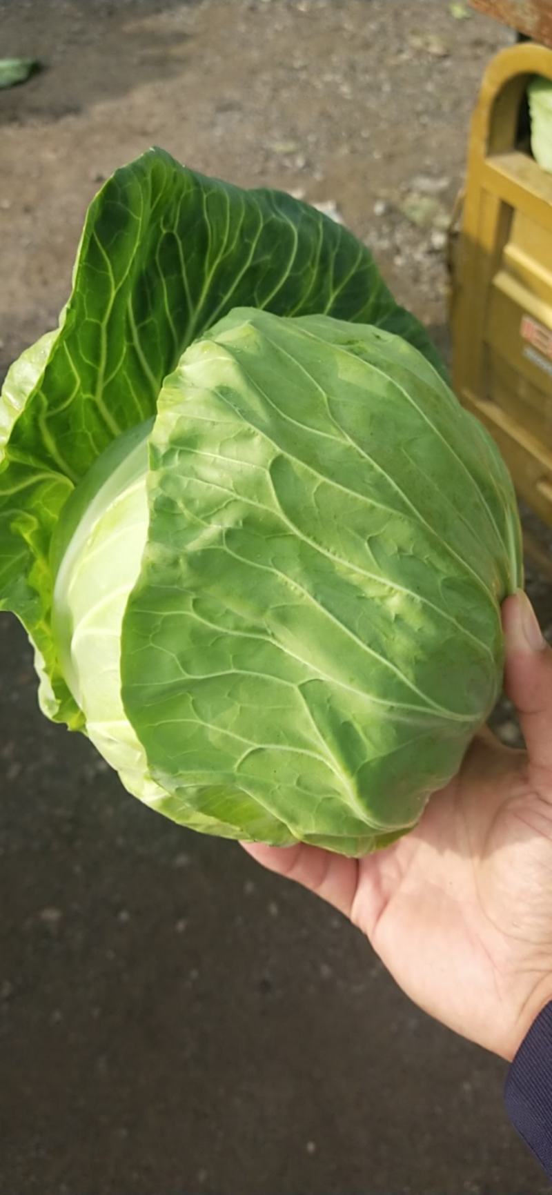 蔬菜精品甘蓝开始上市