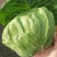 蔬菜精品甘蓝开始上市
