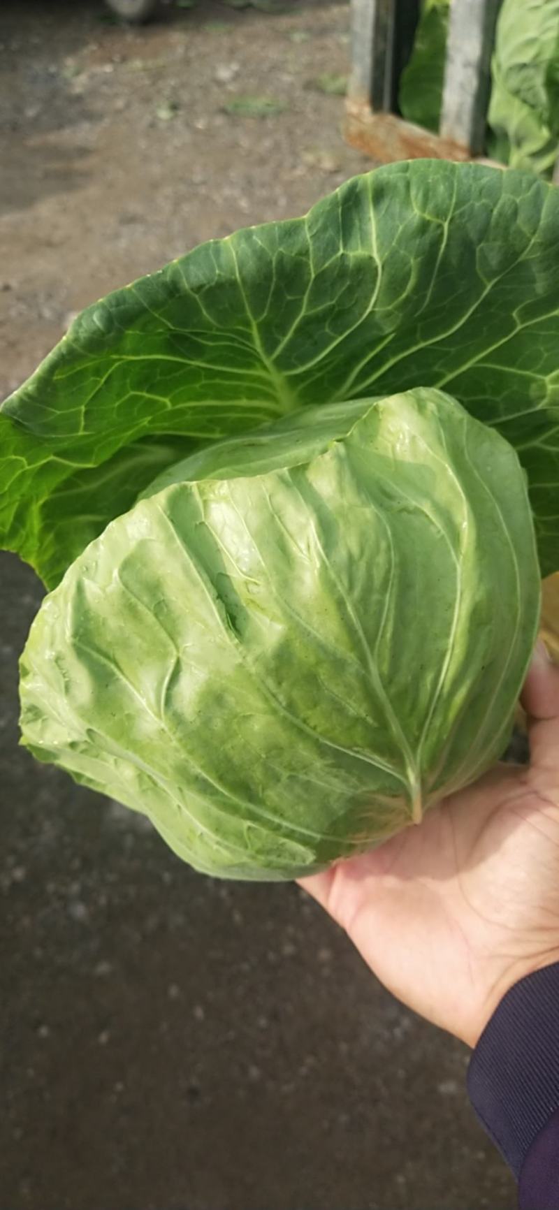 蔬菜精品甘蓝开始上市