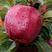 【减灾助农河南加油】平川地理标志农产品平川苹果，绿色