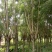 供应大小蓝花楹10/30公分