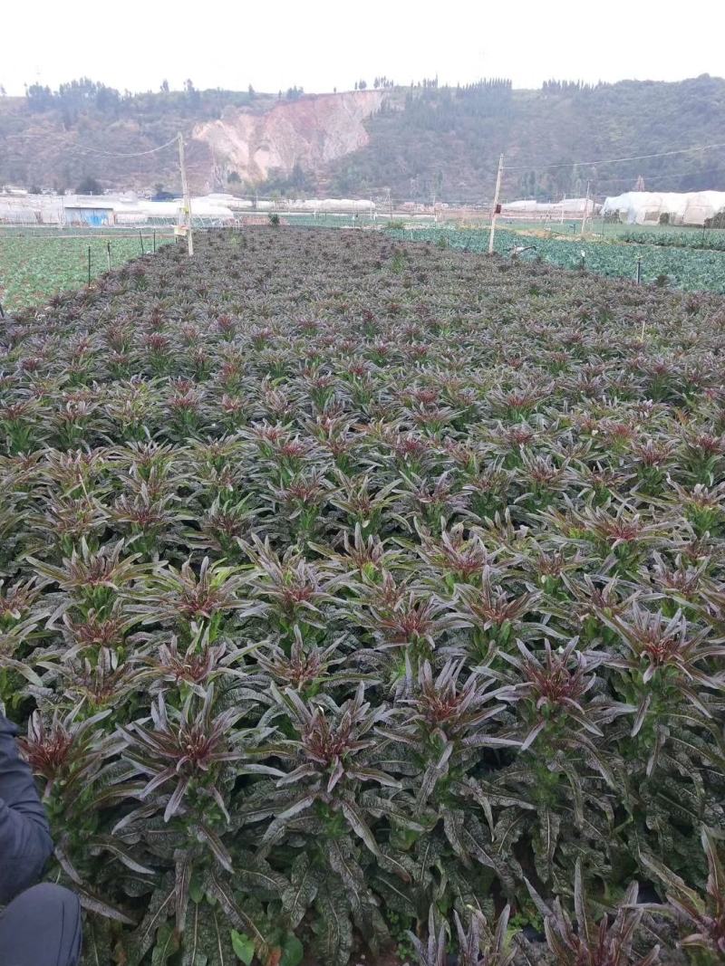 云南精品红叶莴笋，陆续上市中，有需要的来电。以质量求生存