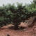 四川成都温江基地桃树，质量保证，基地货，欢迎选购