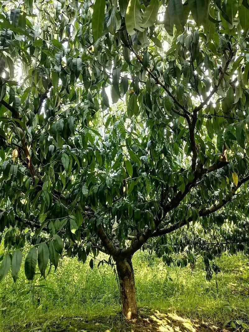 四川成都温江基地桃树，质量保证，基地货，欢迎选购