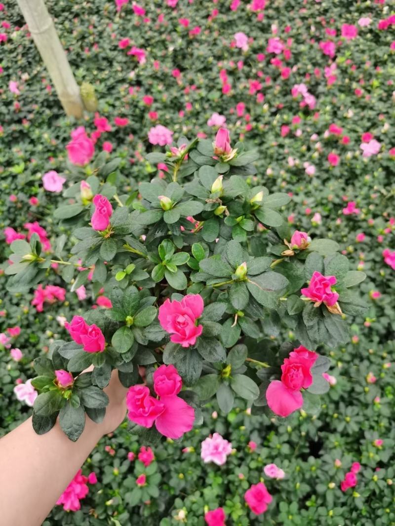基地直销各规格精品比利时杜鹃，西洋娟，量大从优，欢迎选购