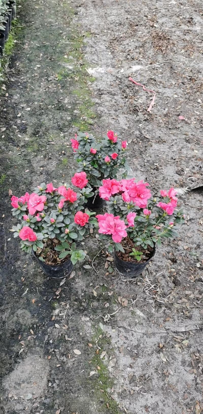 基地直销各规格精品比利时杜鹃，西洋娟，量大从优，欢迎选购
