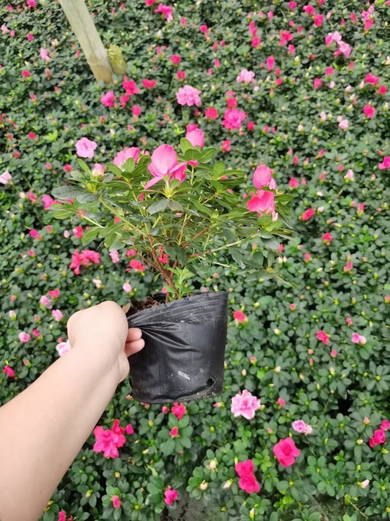 基地直销各规格精品比利时杜鹃，西洋娟，量大从优，欢迎选购