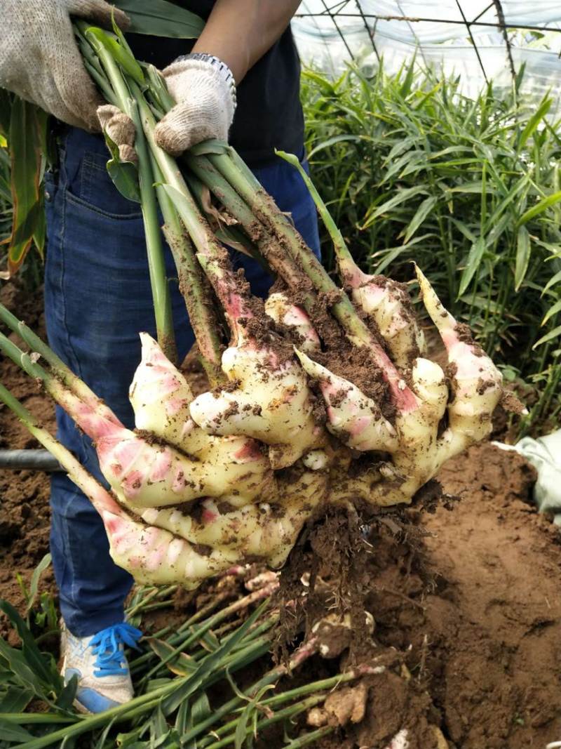 姜辽宁姜水洗土姜大量上市中