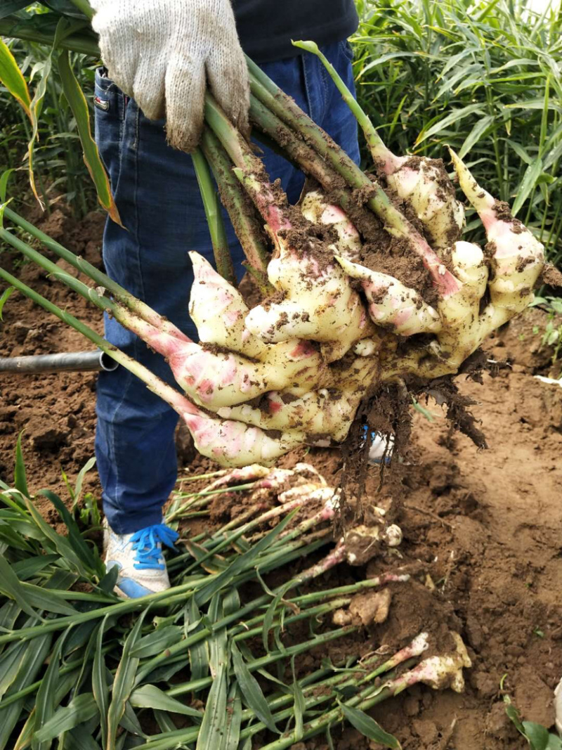 姜辽宁姜水洗土姜大量上市中